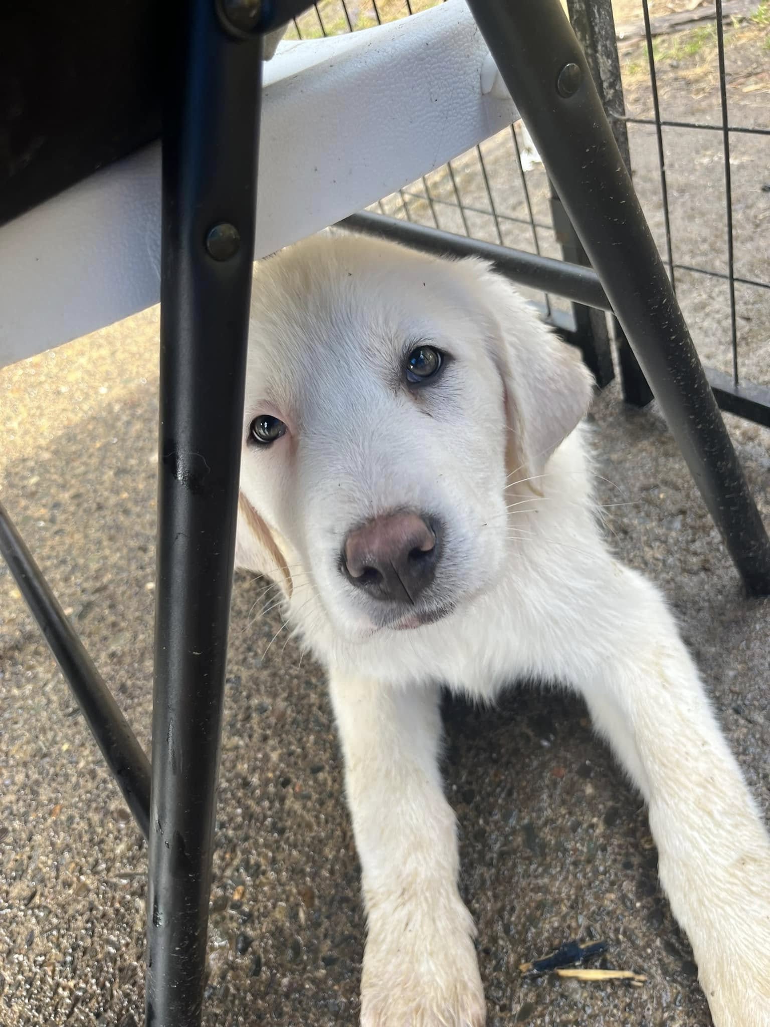 beautiful white dog laying down