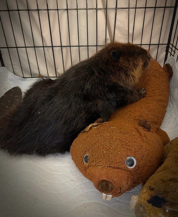 beaver and toy