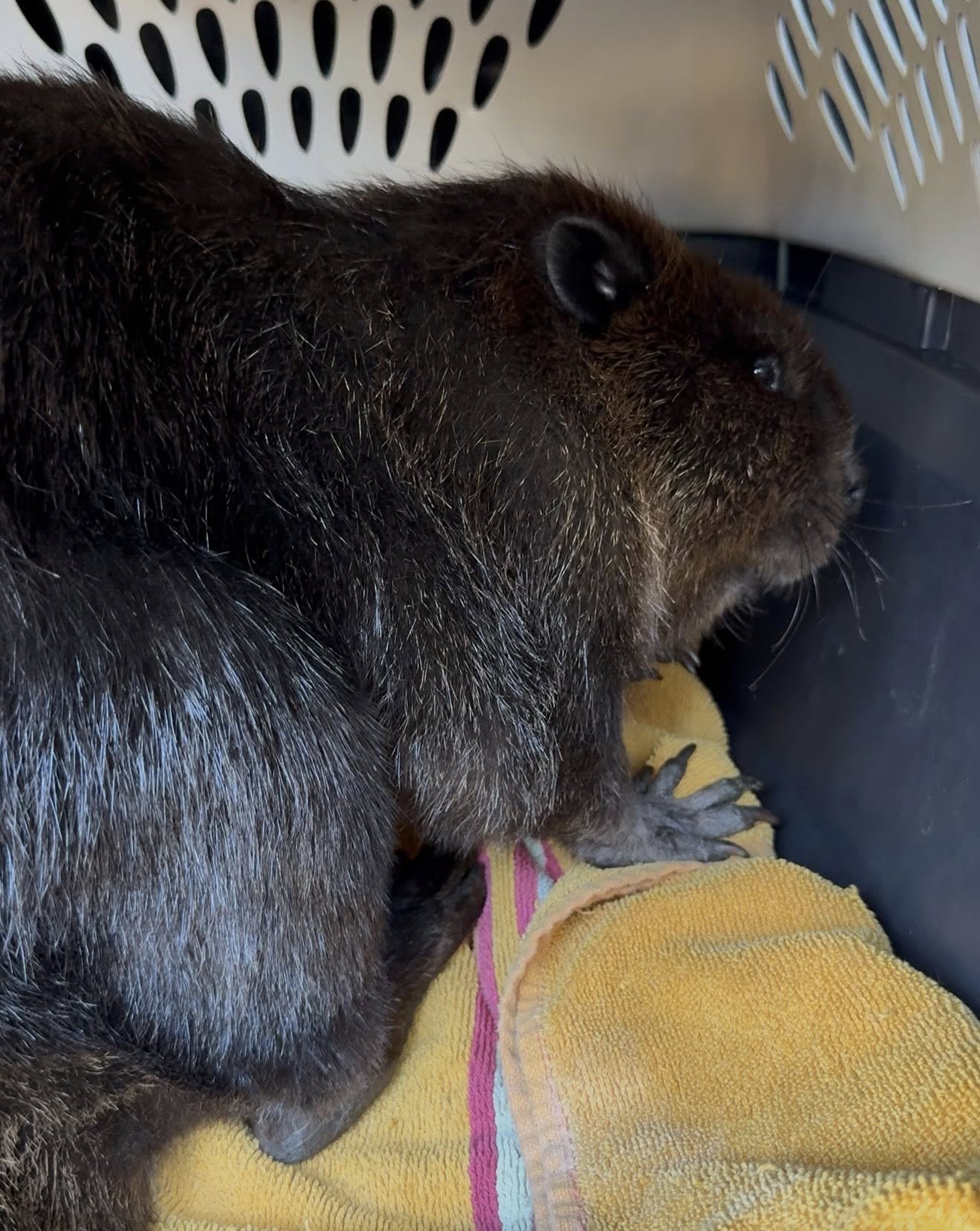 beaver in crate