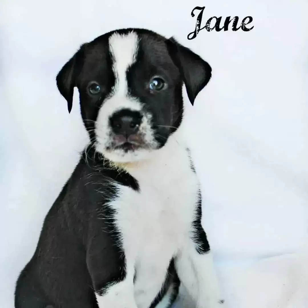 black and white dog jane