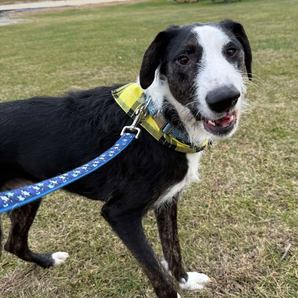 black and white dog on a leash