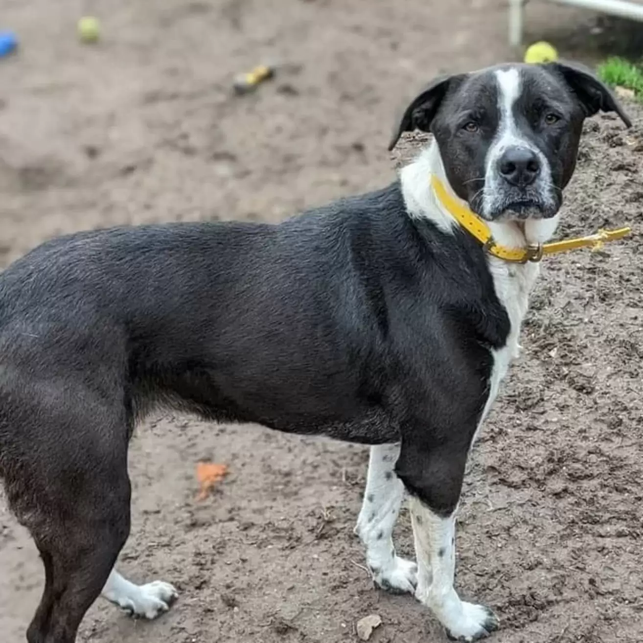 black and white dog standing on the ground