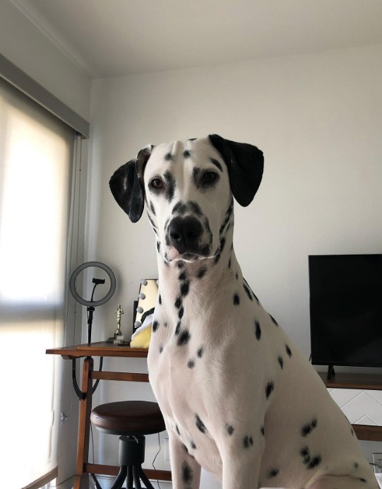 black and white great dane sitting