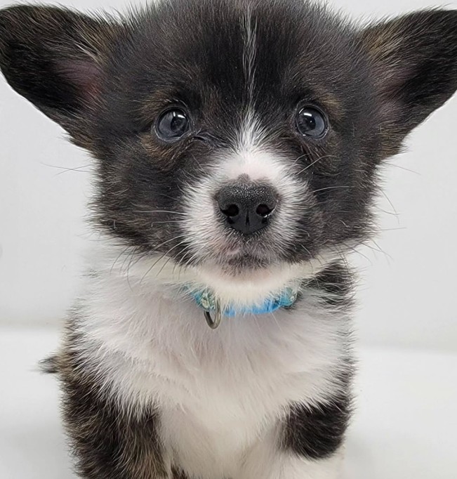 black and white puppy