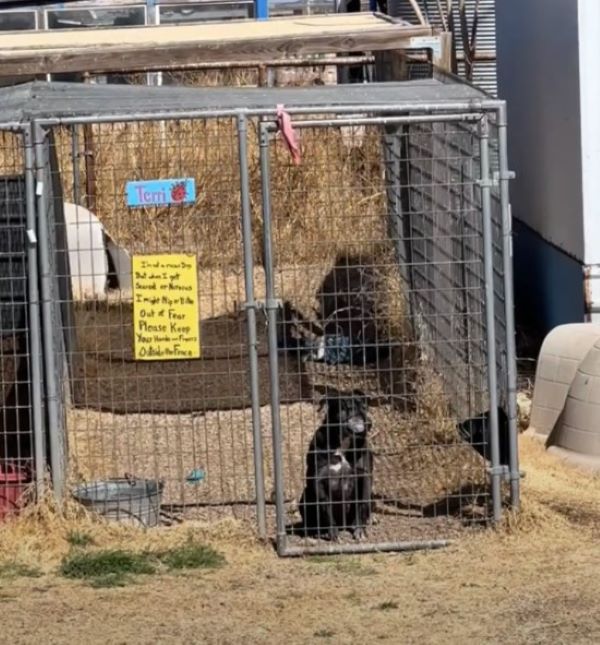 black dog in cage