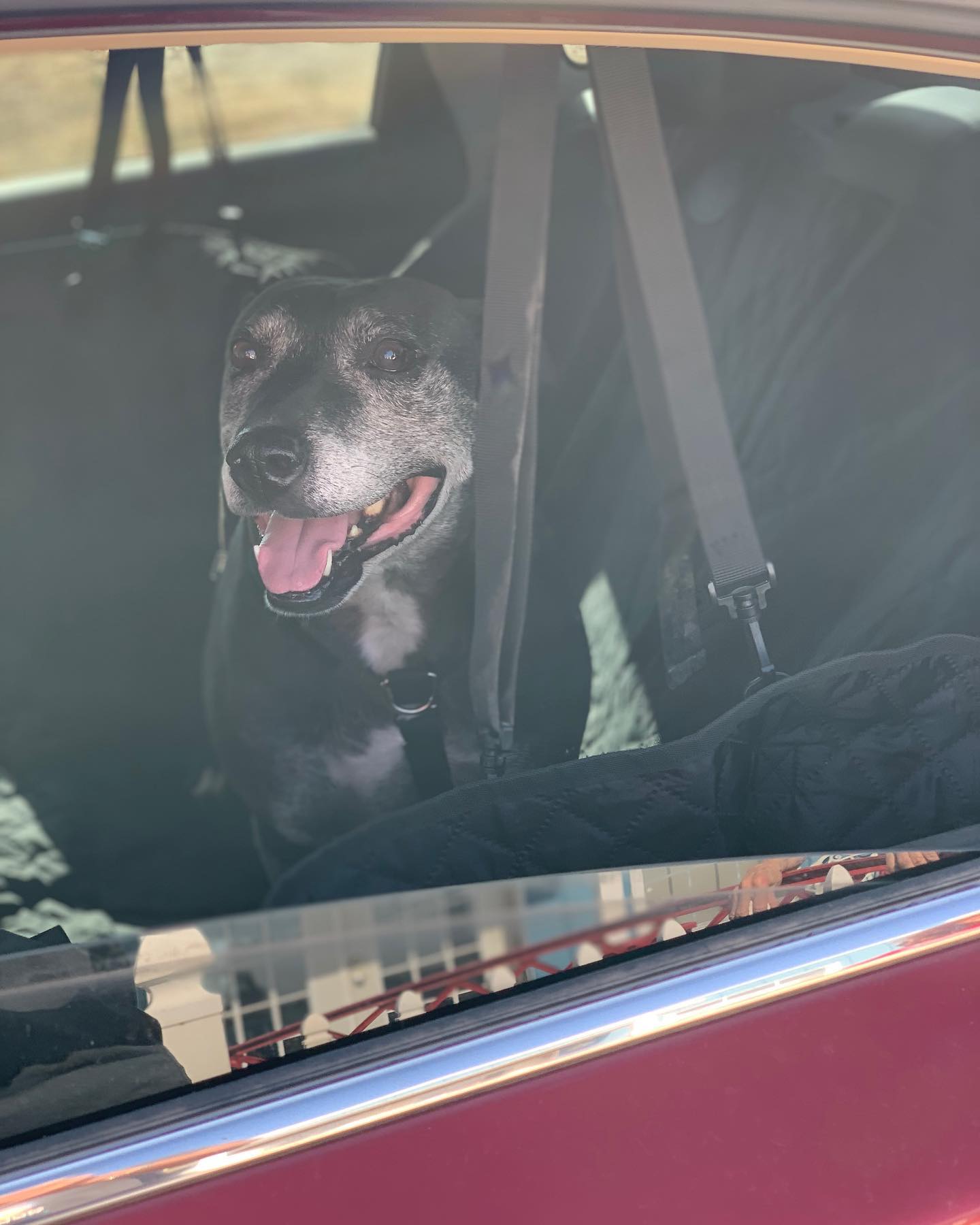 black dog in car