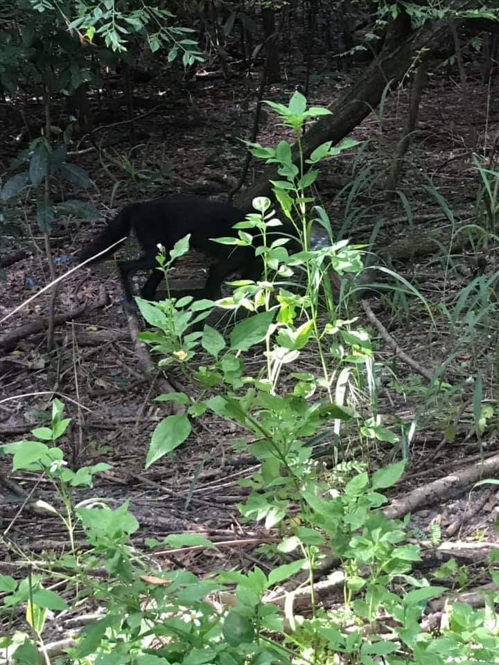 black dog in forest