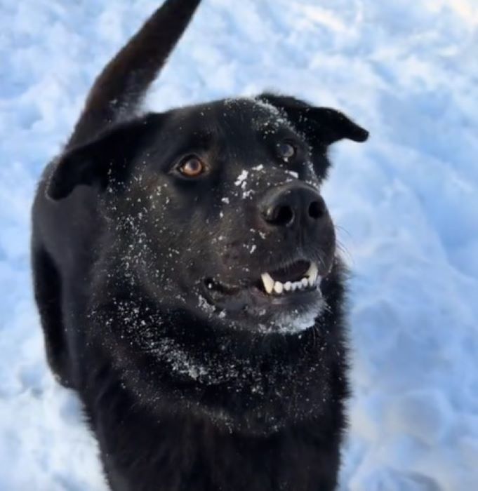 black dog in snow
