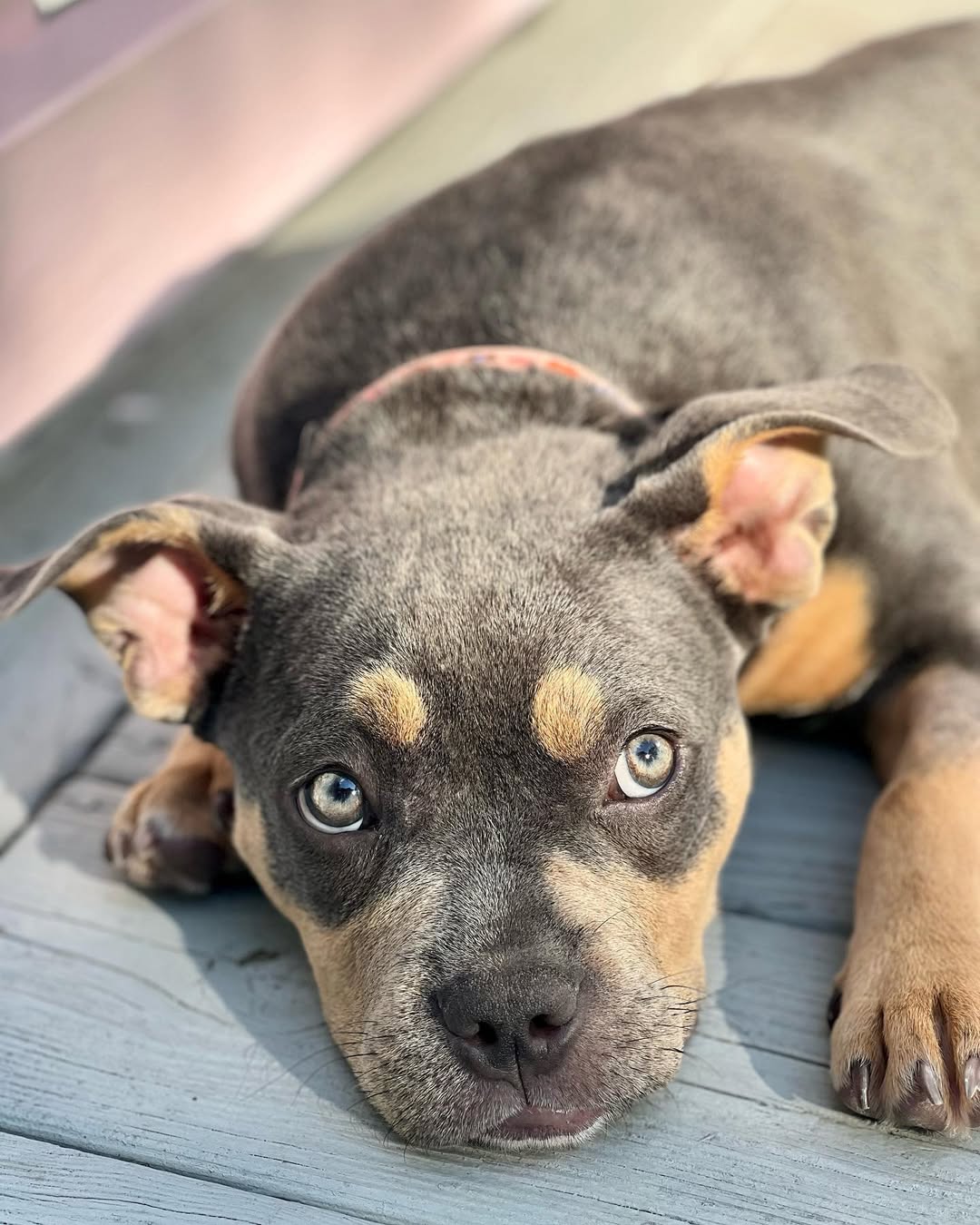 black dog laying down