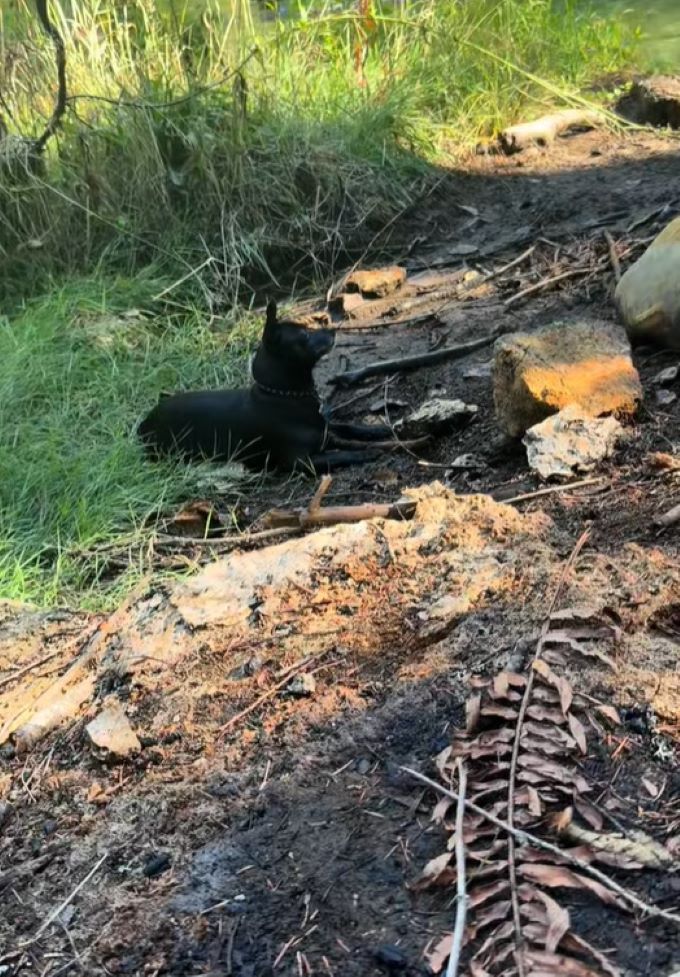 black dog laying down on ground