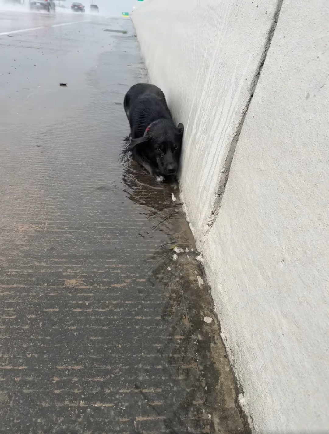 black dog laying down on highway