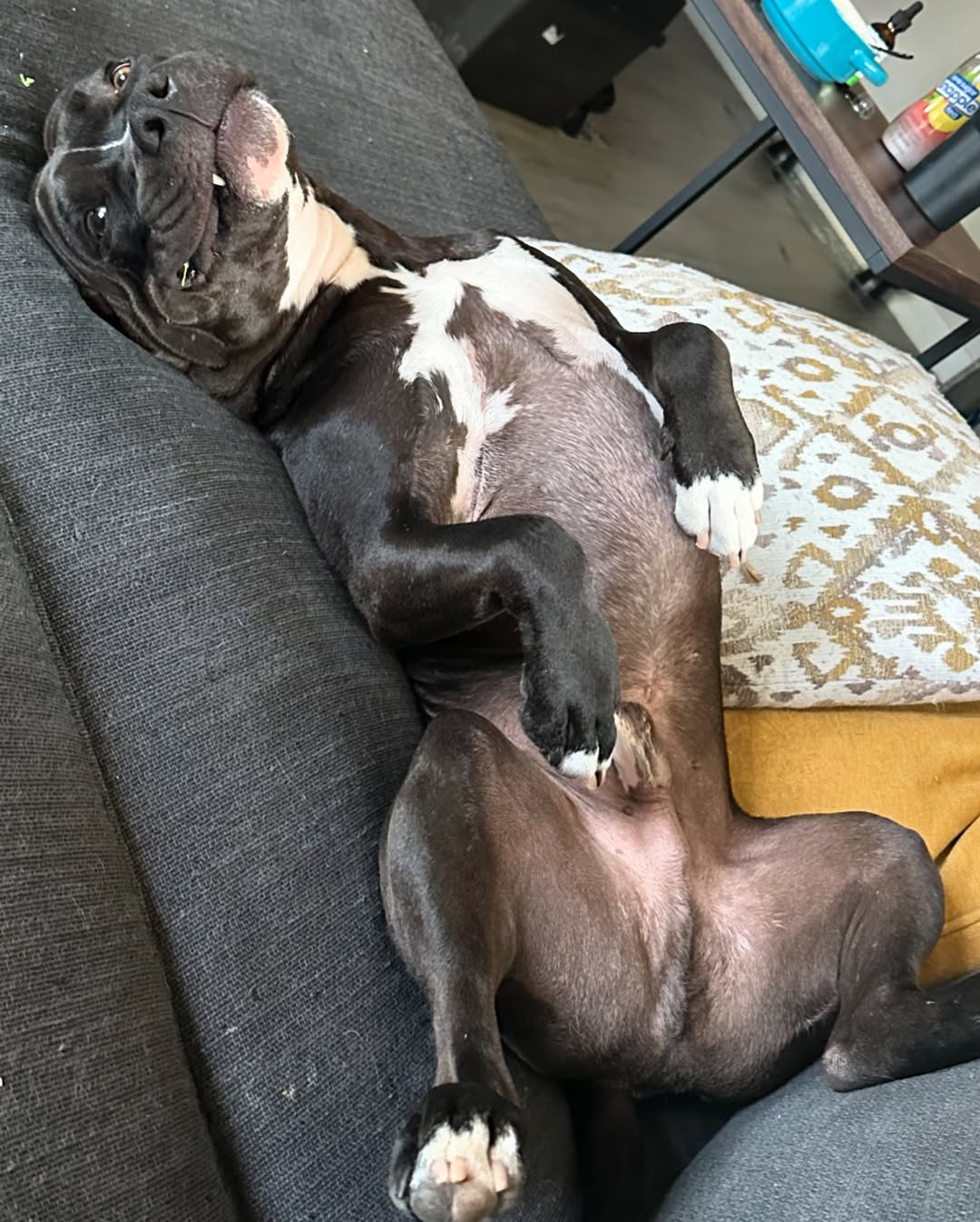 black dog laying on back