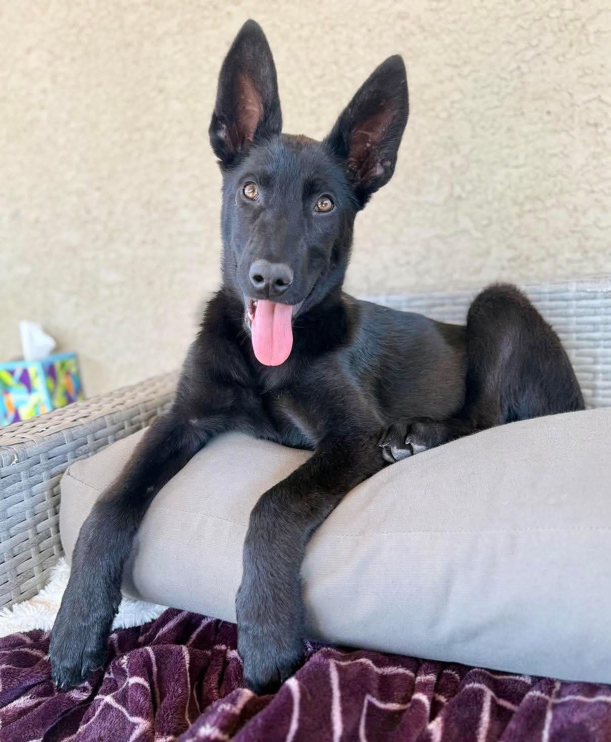 black dog laying on couch