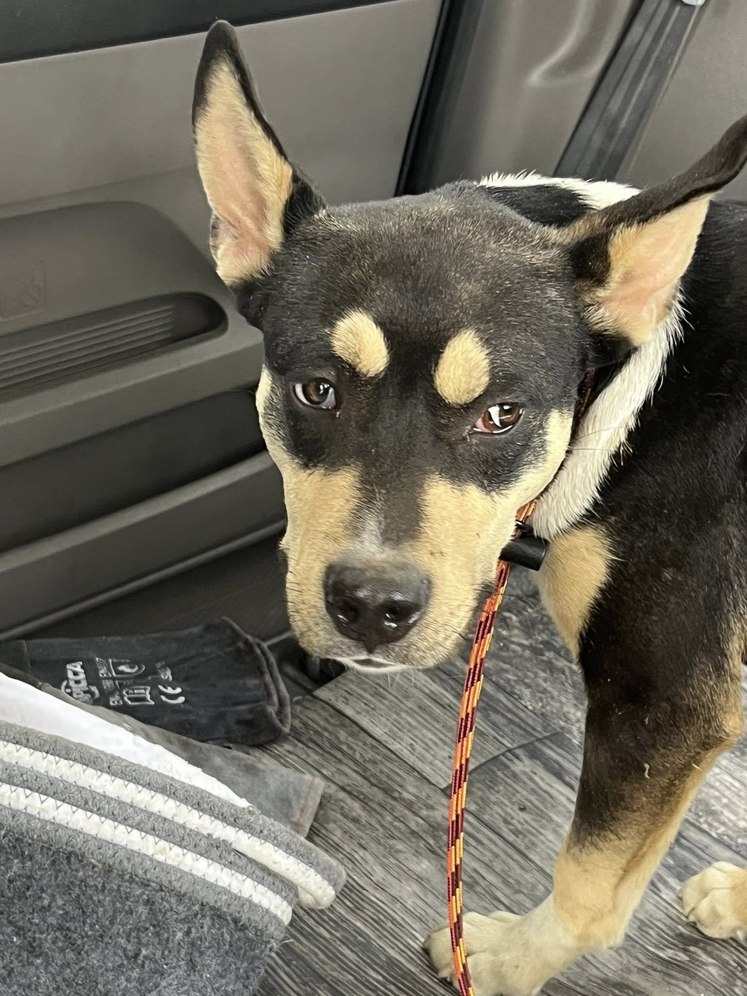 black dog on leash in car