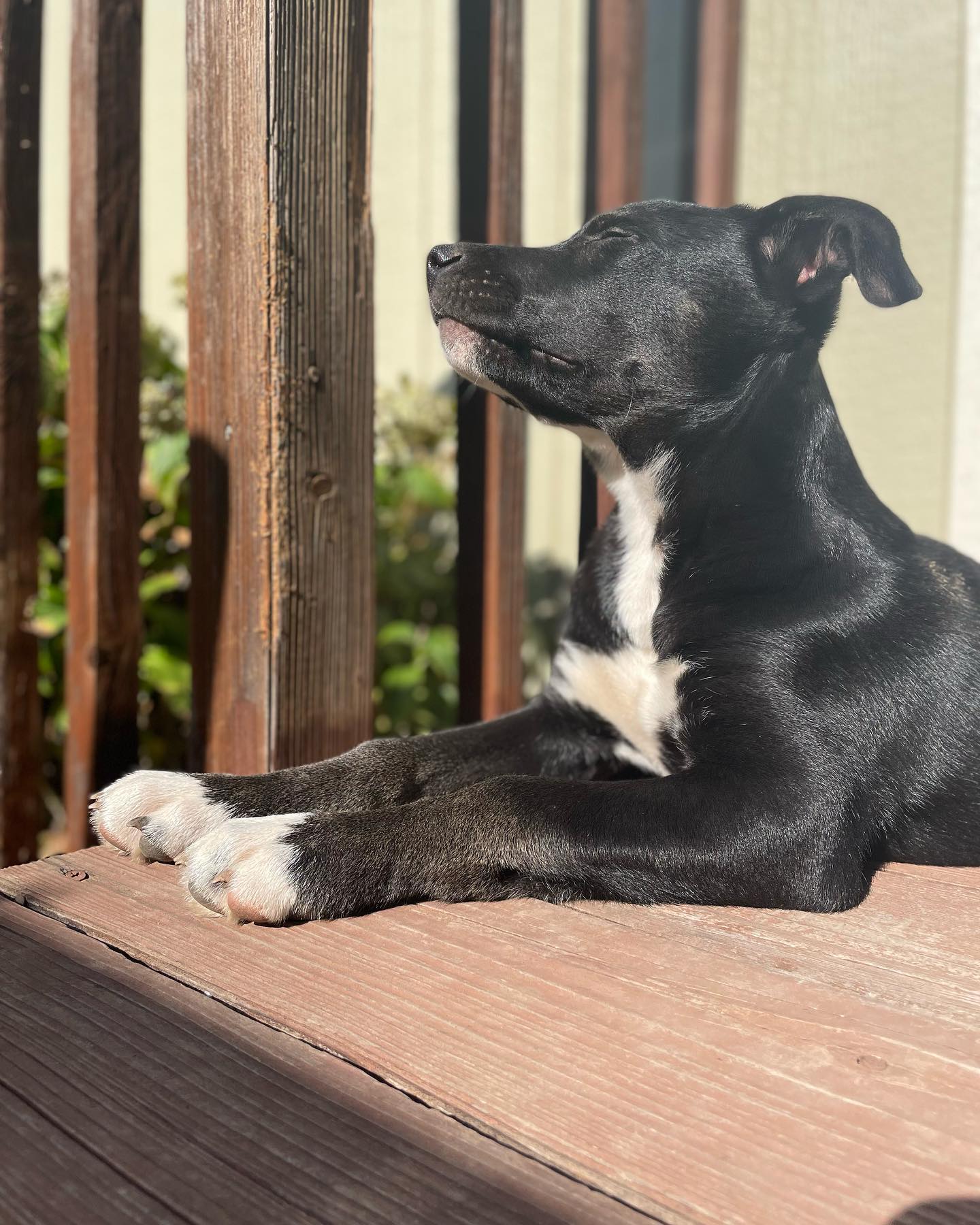 black dog on porch