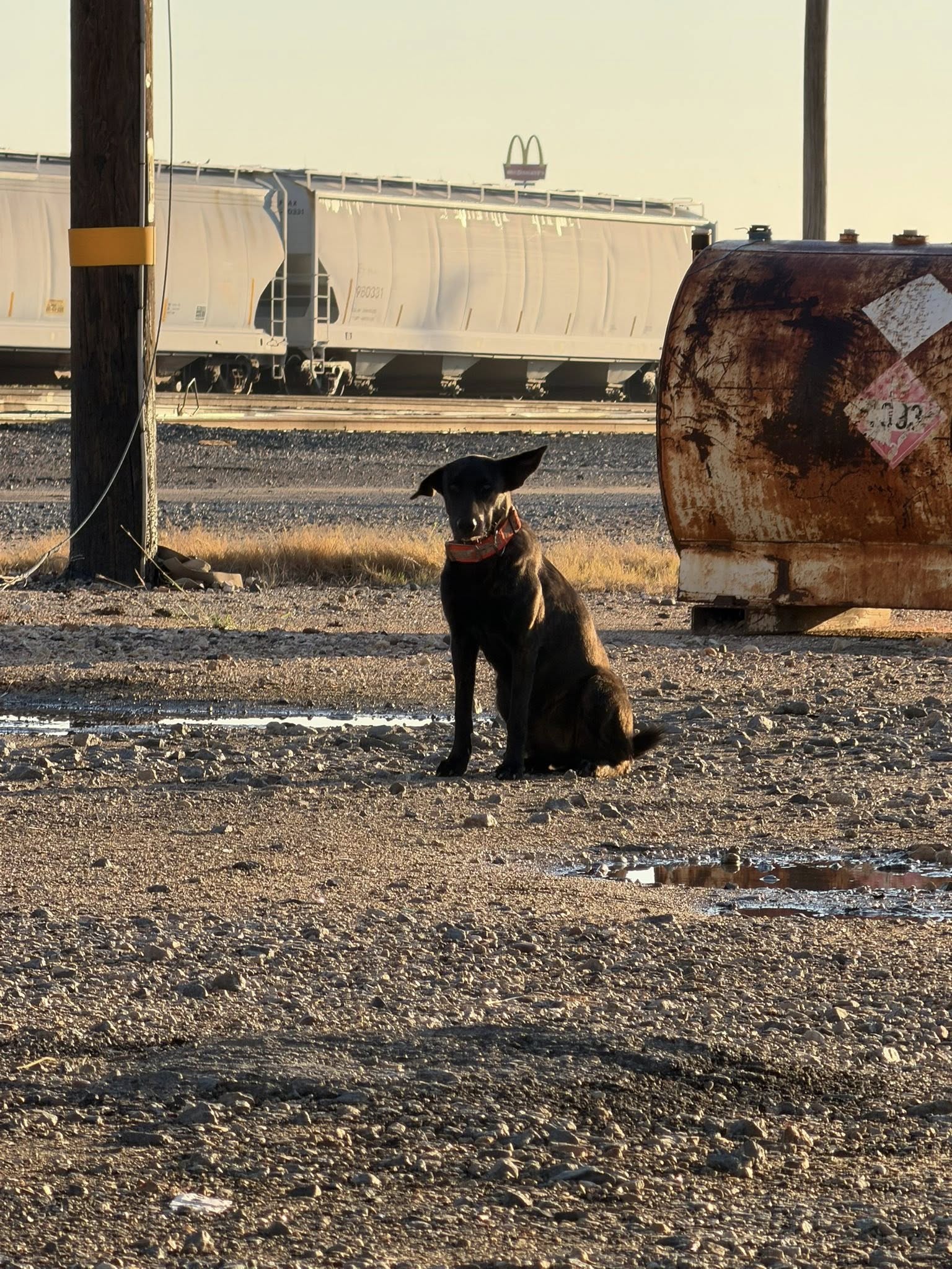 black dog sitting down