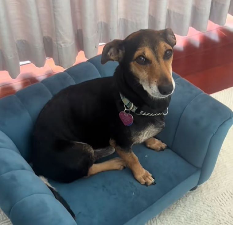 black dog sitting on sofa