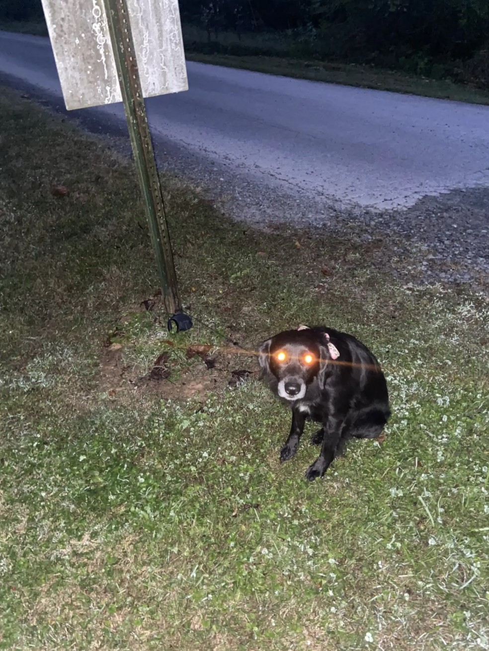 black dog tied to a sign