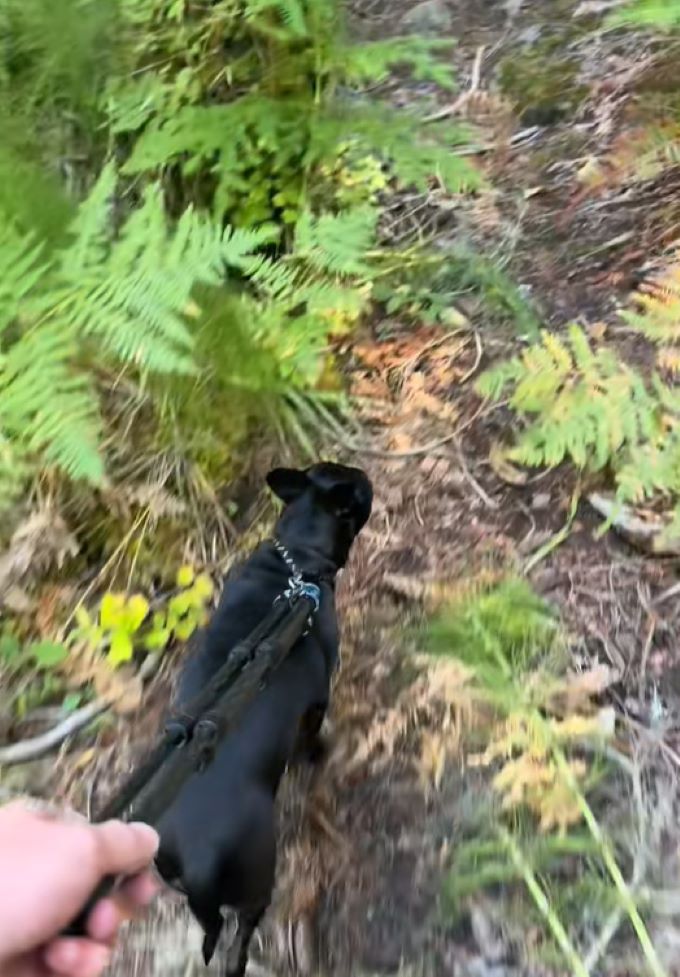 black dog walking in forest