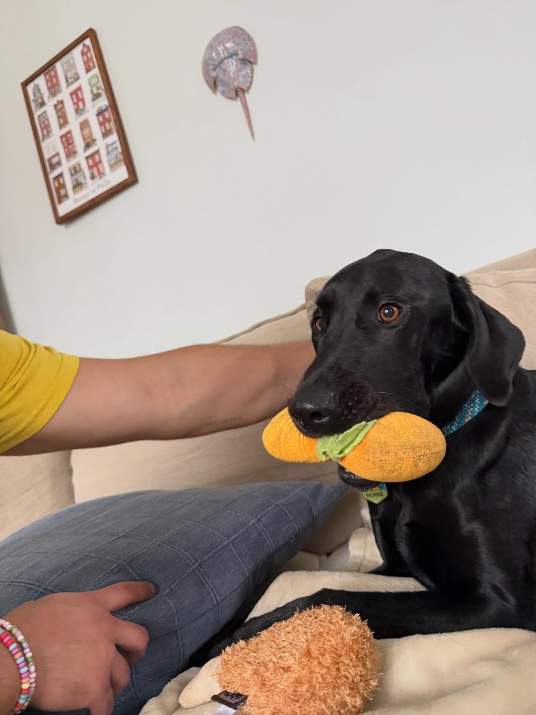 black dog with toy in mouth