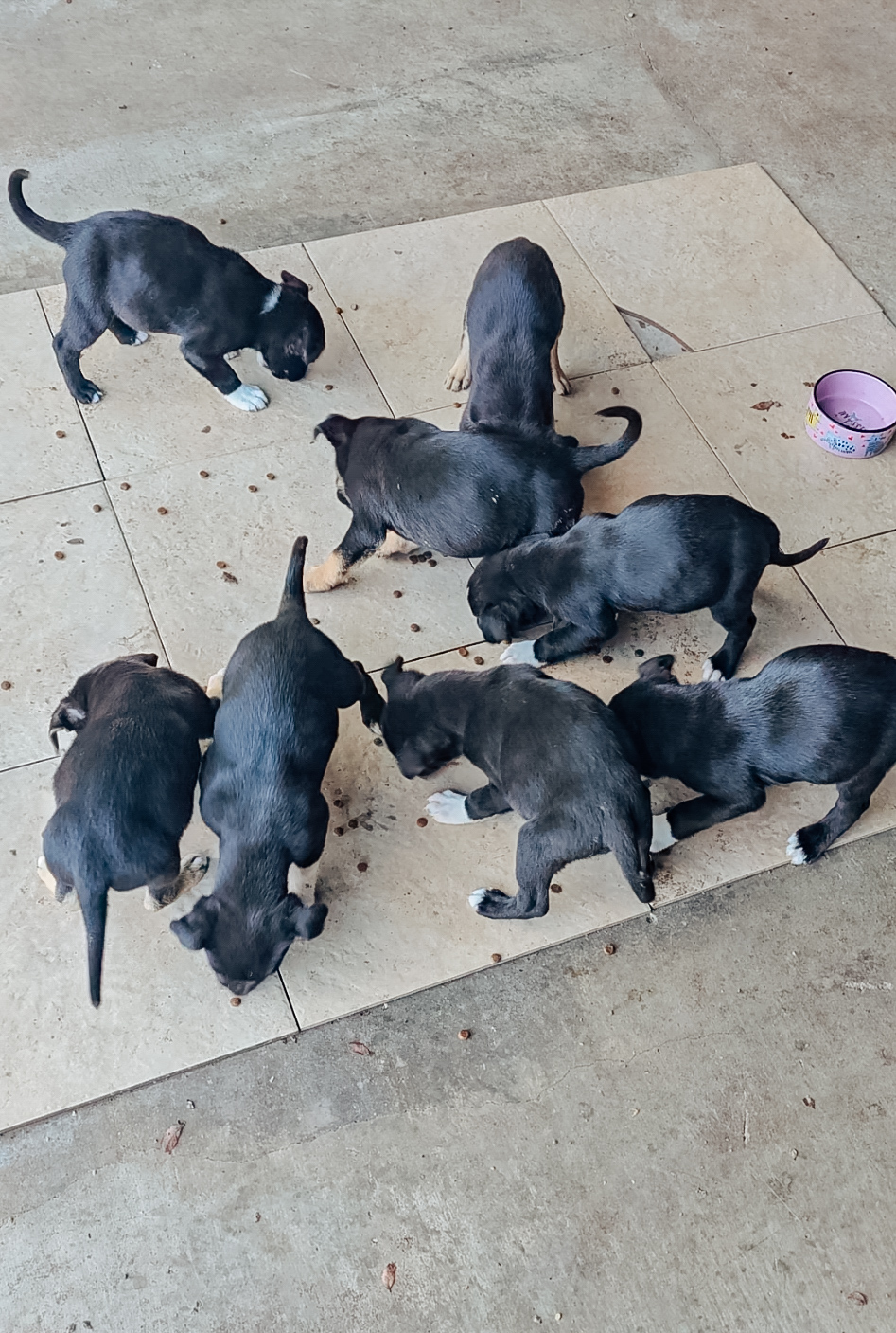 black newborn puppies