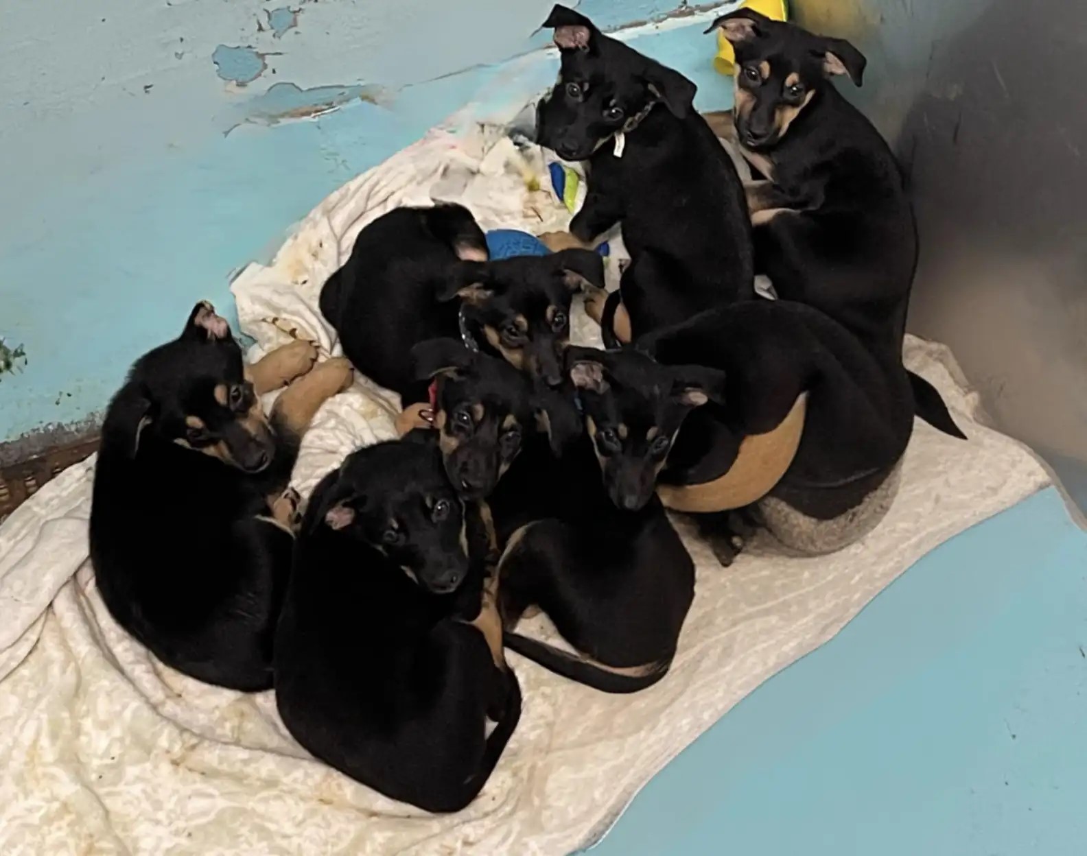 black puppies