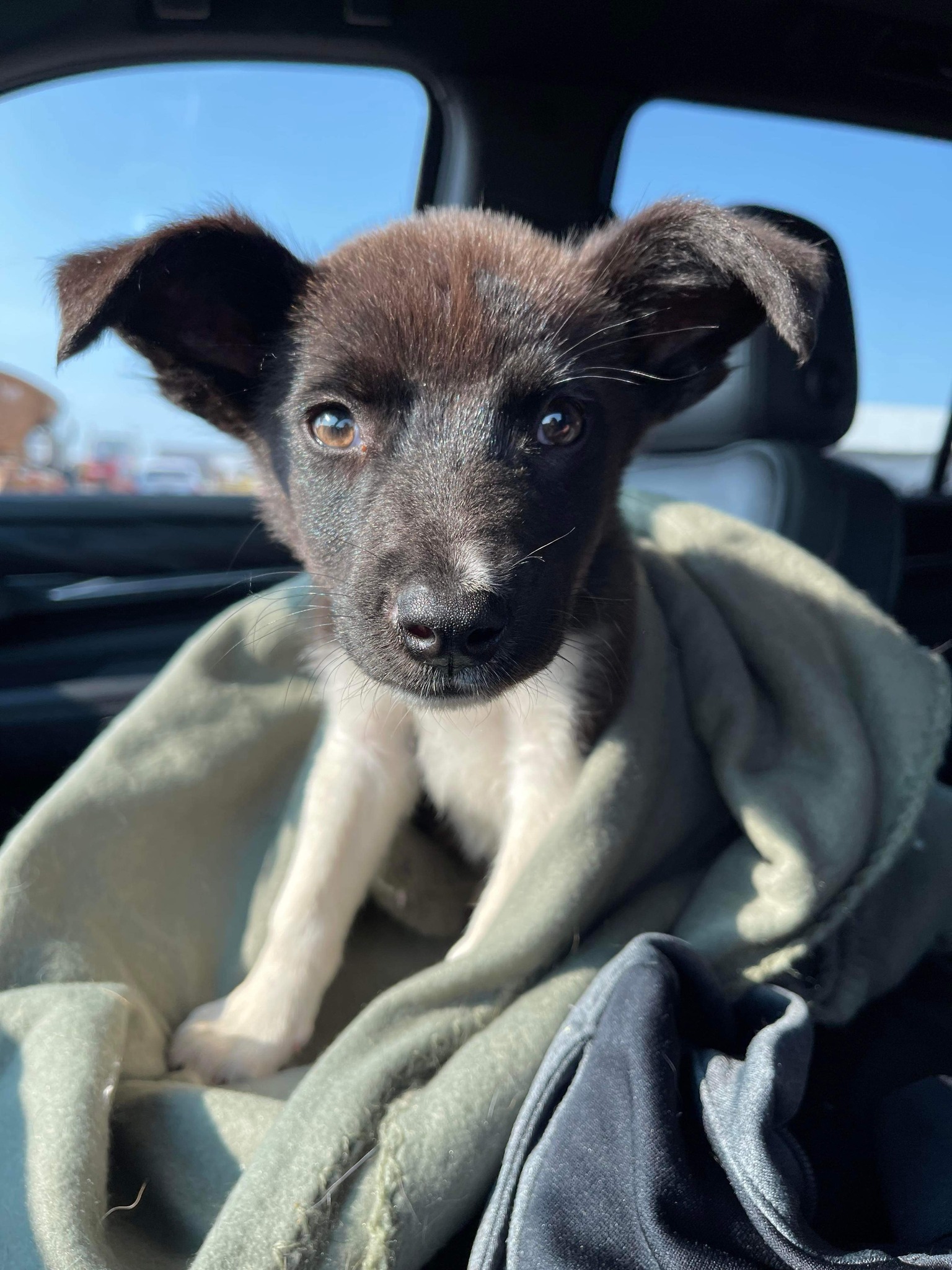 black puppy in car