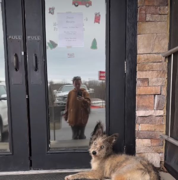 blind dog laying down