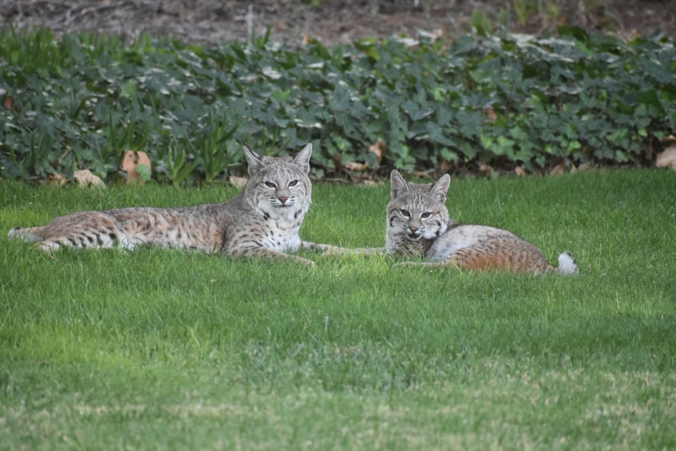 bobcats laying down