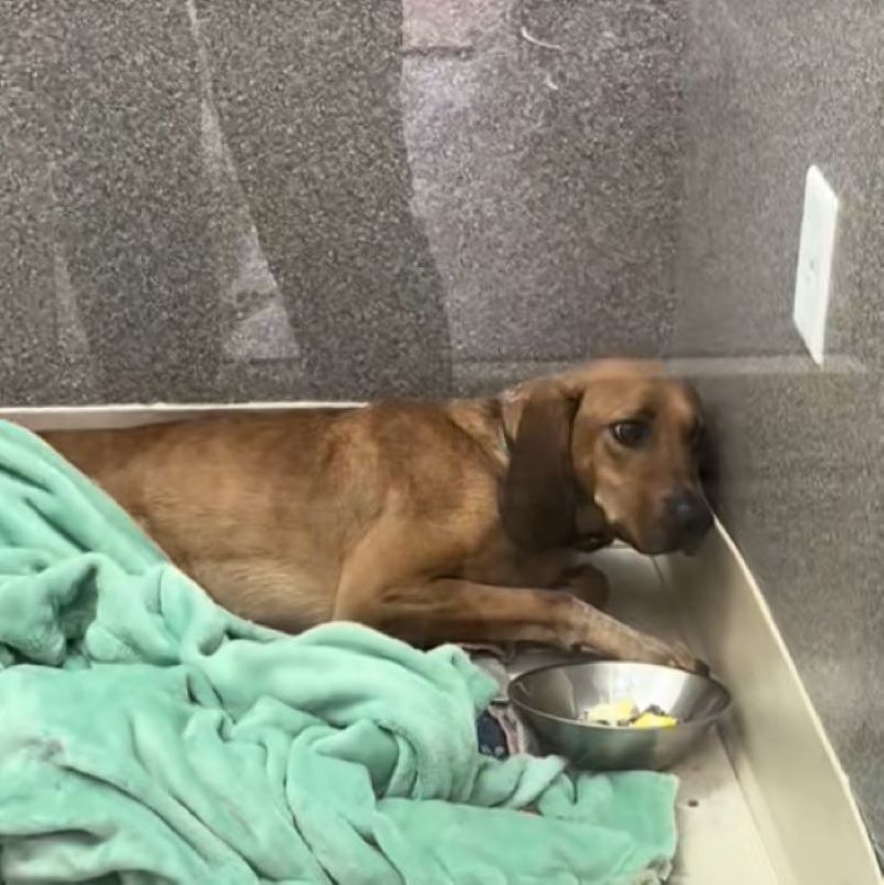 broken dog in shelter