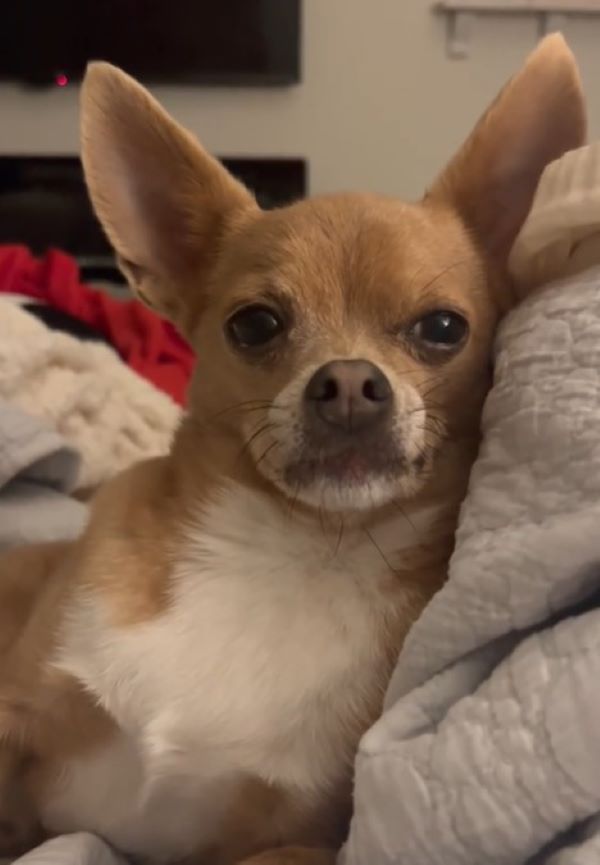 brown chihuahua