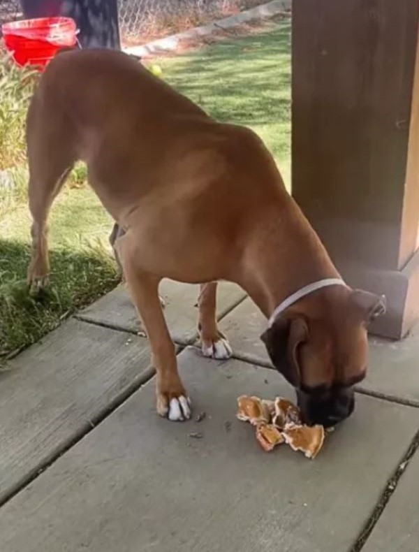 brown dog eating