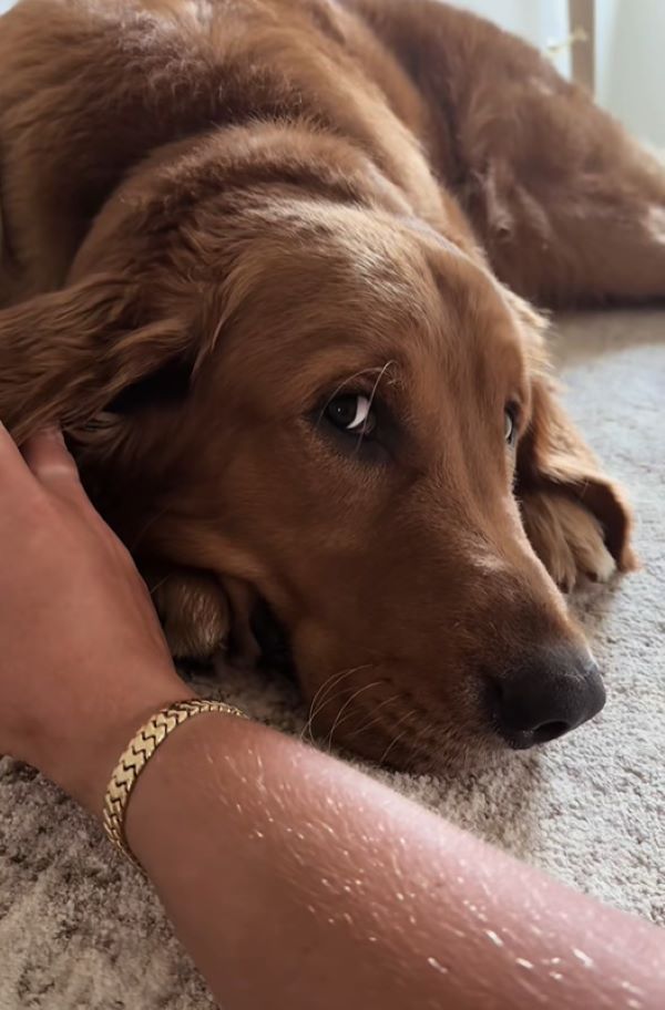 brown dog laying down