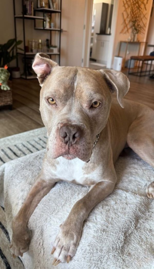 brown dog laying down