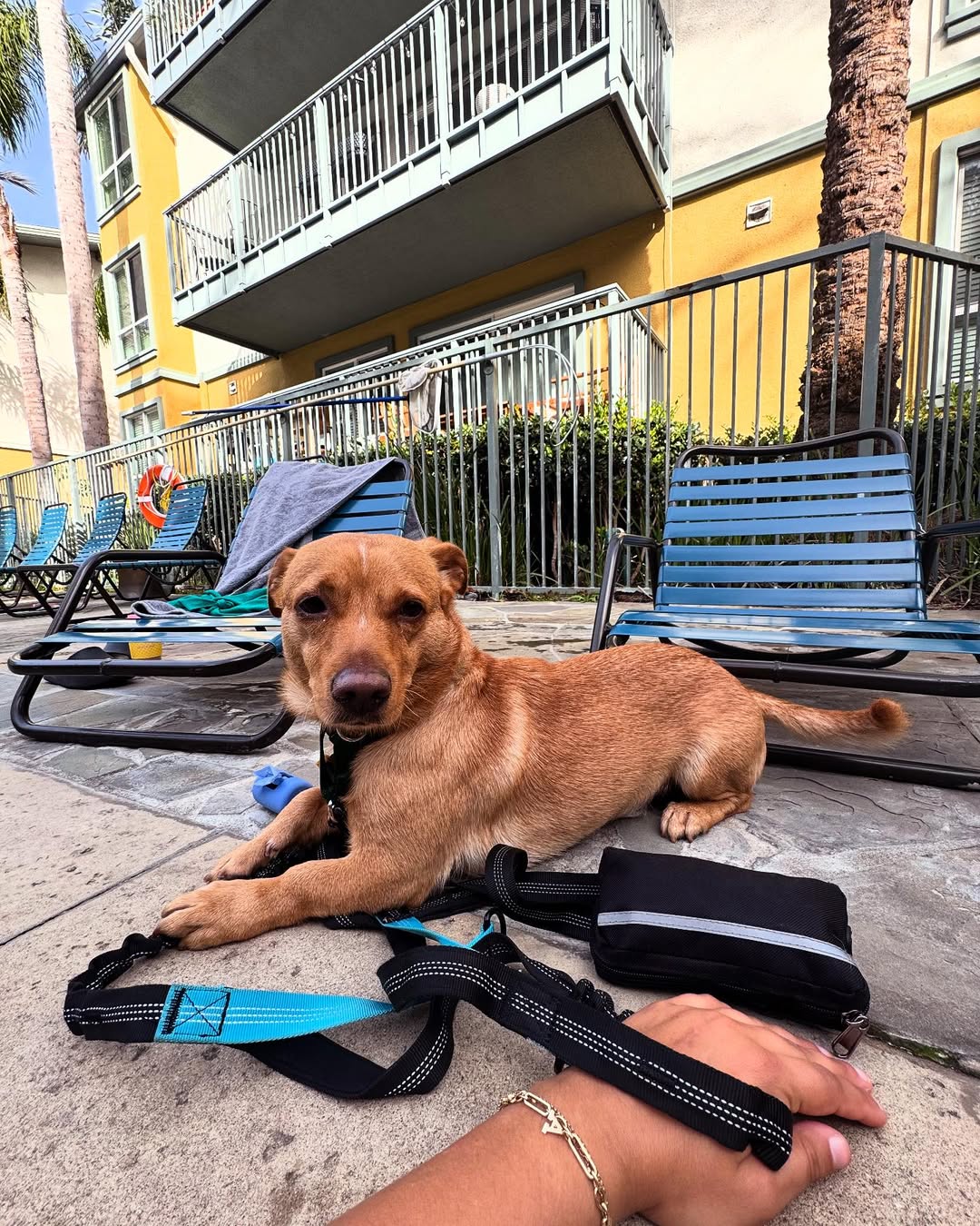 brown dog laying down
