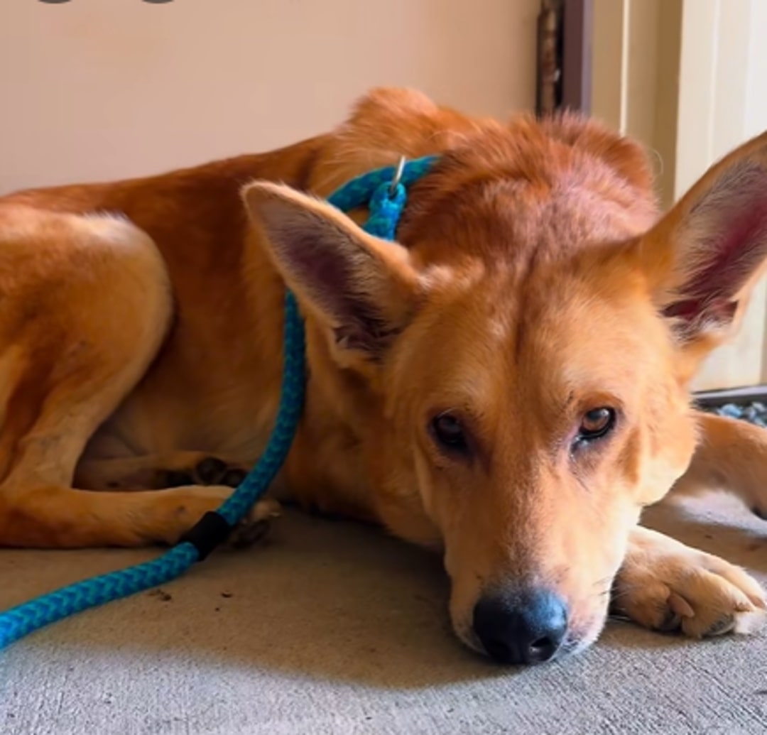 brown dog laying down