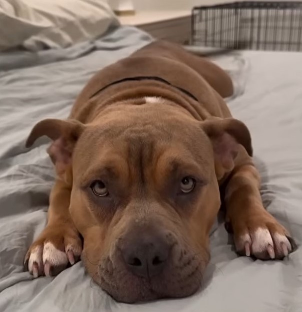 brown dog laying down