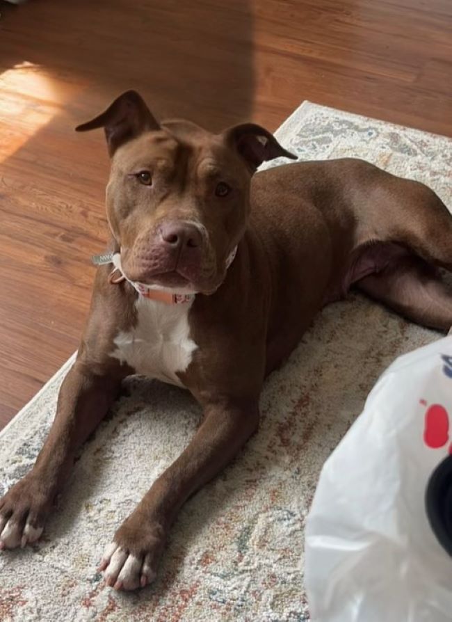 brown dog laying on rug