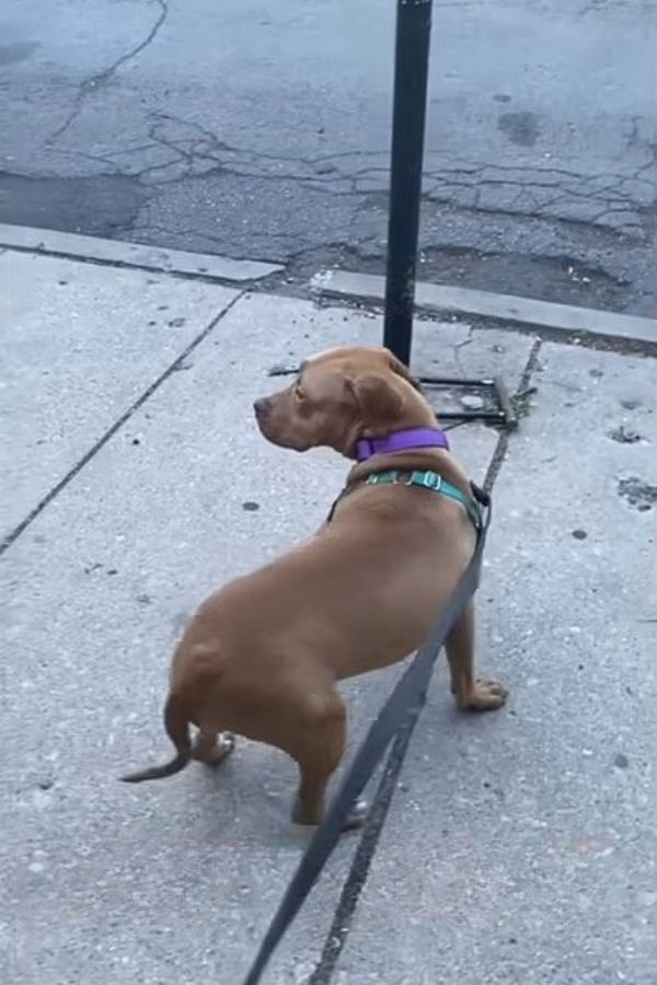 brown dog on leash