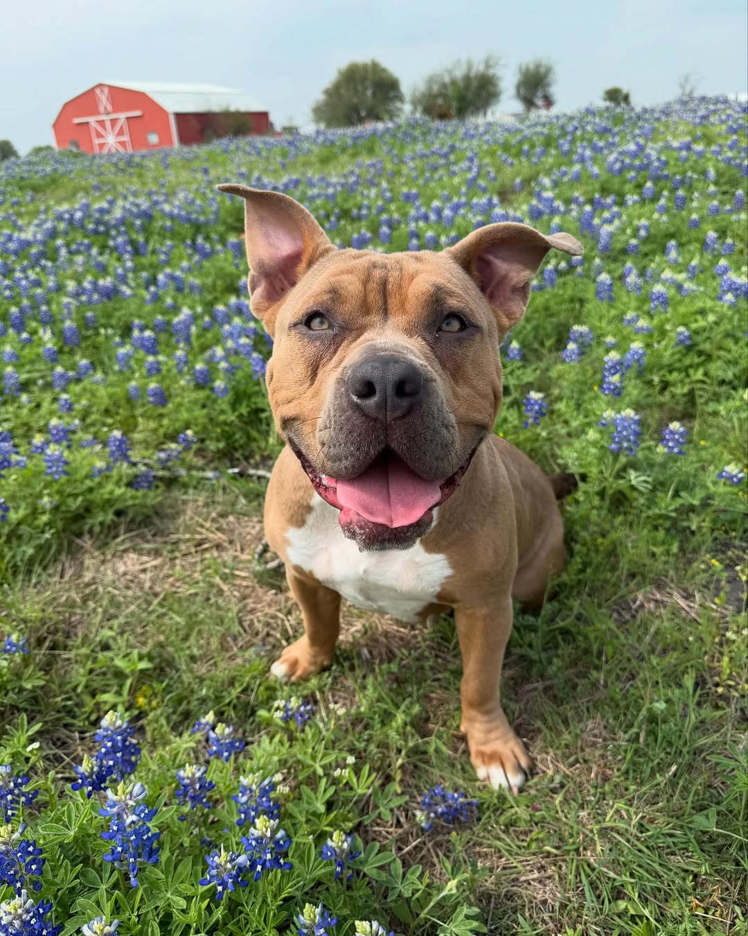 brown dog sitting down