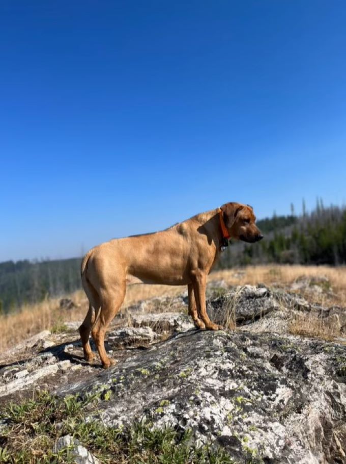 brown dog standing on rock