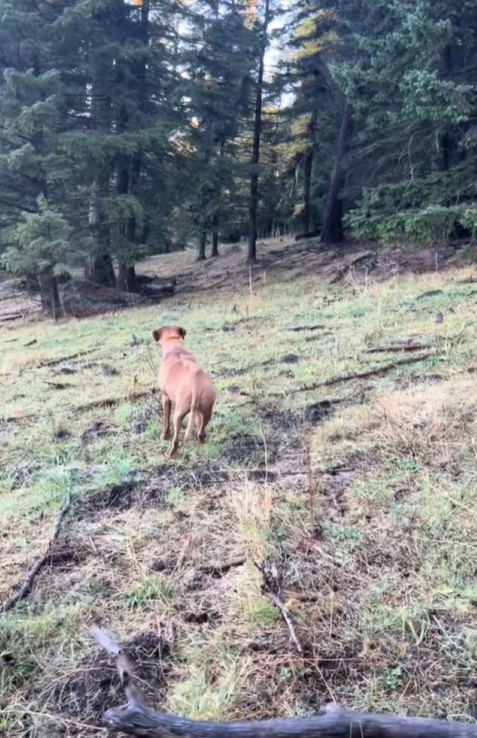brown dog walking in forest