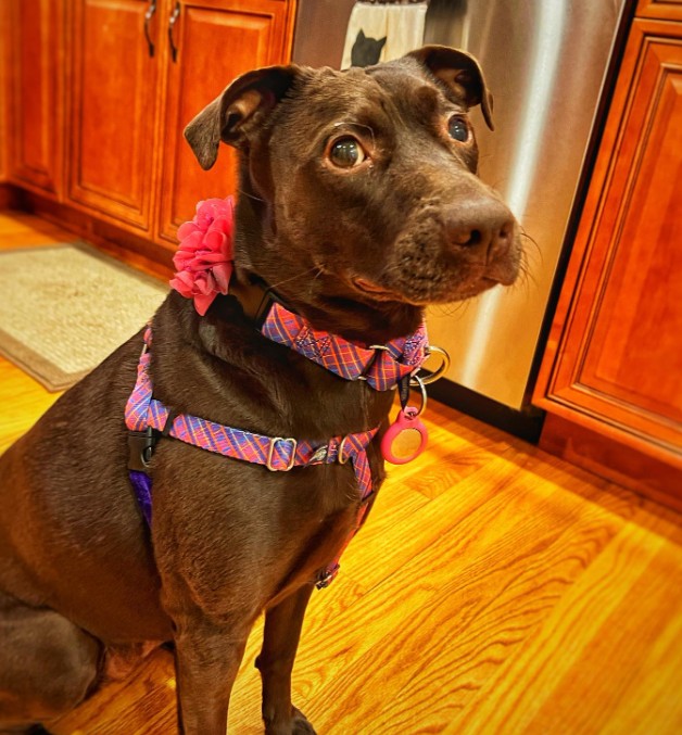 brown dog with a pink collar