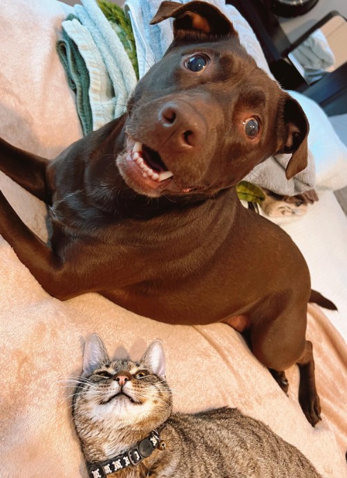 brown dog with cat