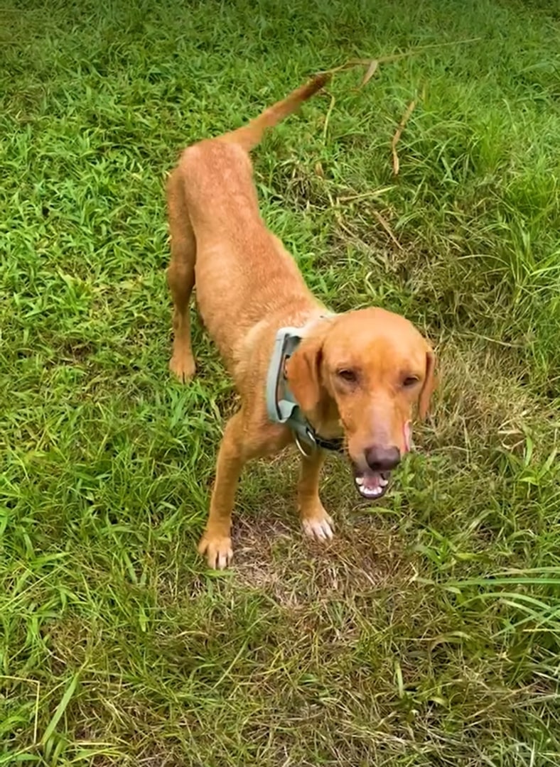brown hunting dog on the grass