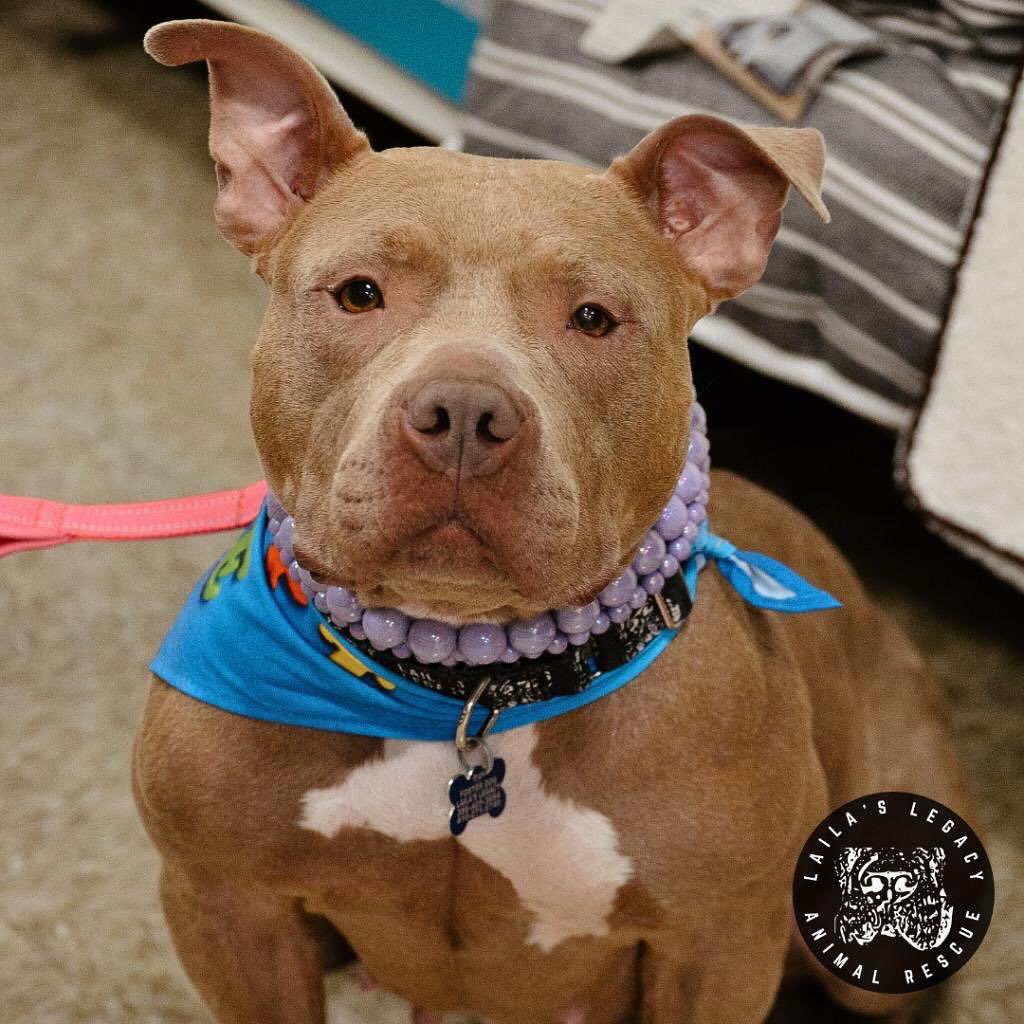 brown pit bull on a leash