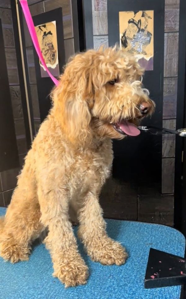 brown poodle sitting with tongue out
