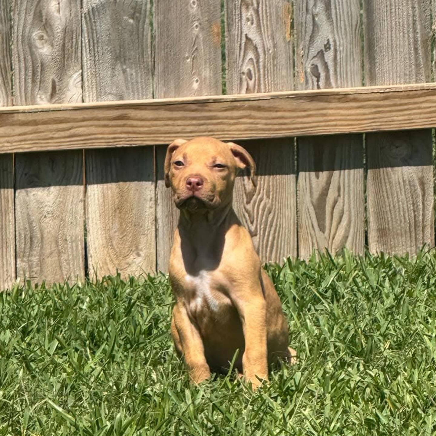brown puppy in garden