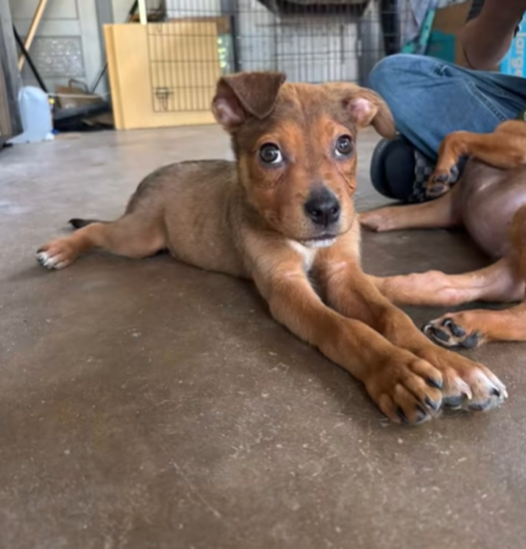brown puppy laying down