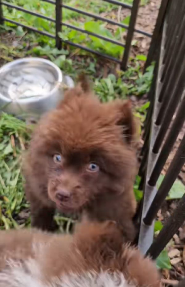 brown puppy